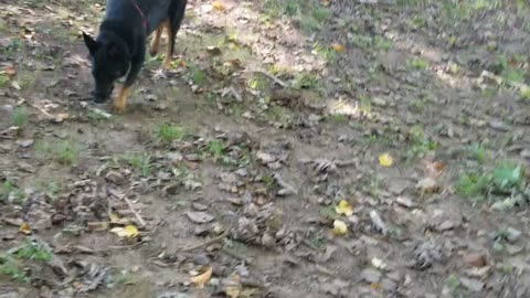 Imlee and the zoomies