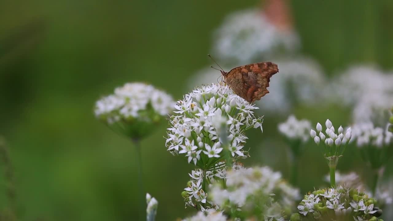 Autumn,Autumn video,Flower,Flower video