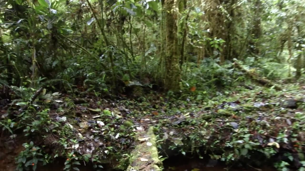 World of the Wild | Episode 1: The Amazon Rainforest | Free Documentary Nature