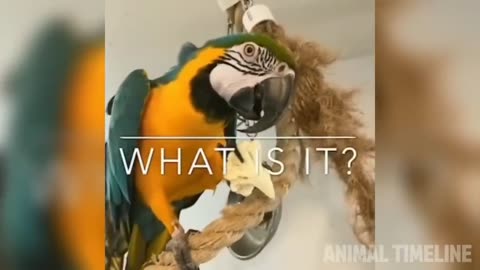 Funniest Parrot Videos 🤣 - Best Parrot Video Compilation 🦜| Animal Timeline