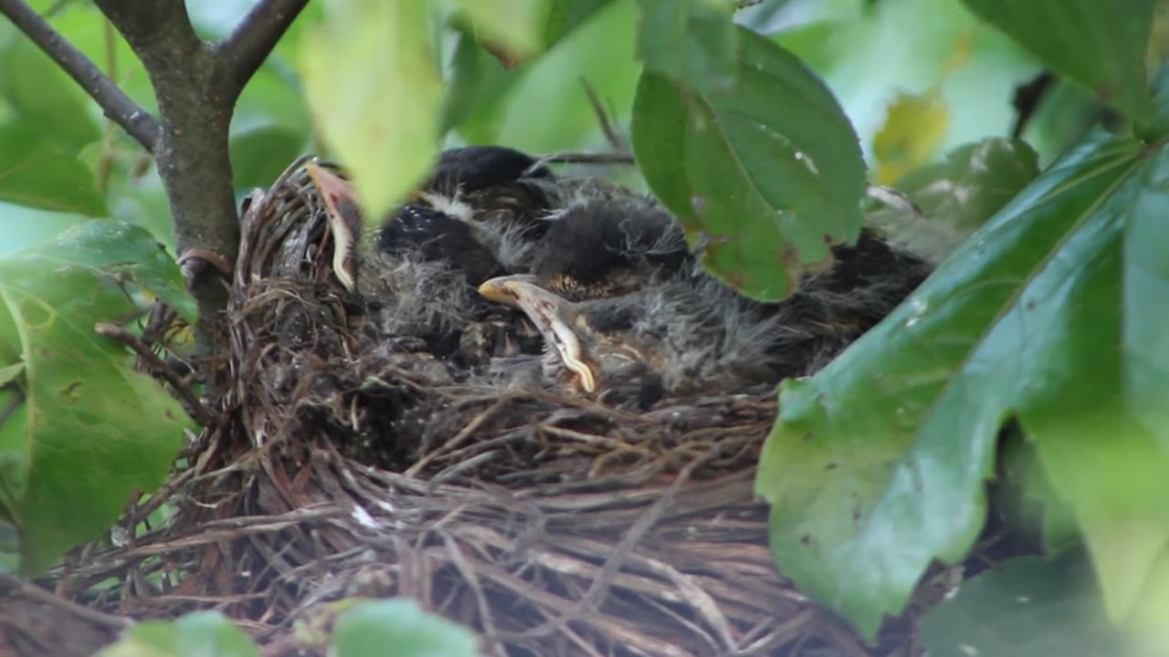 Cute baby birds eating