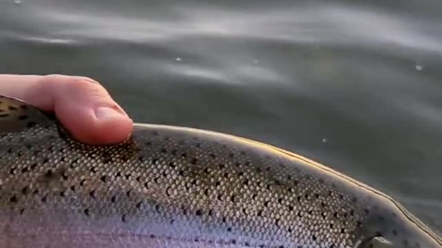 Do any other trout fight as hard as a big rainbow