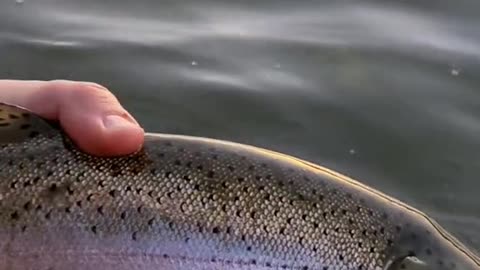 Do any other trout fight as hard as a big rainbow