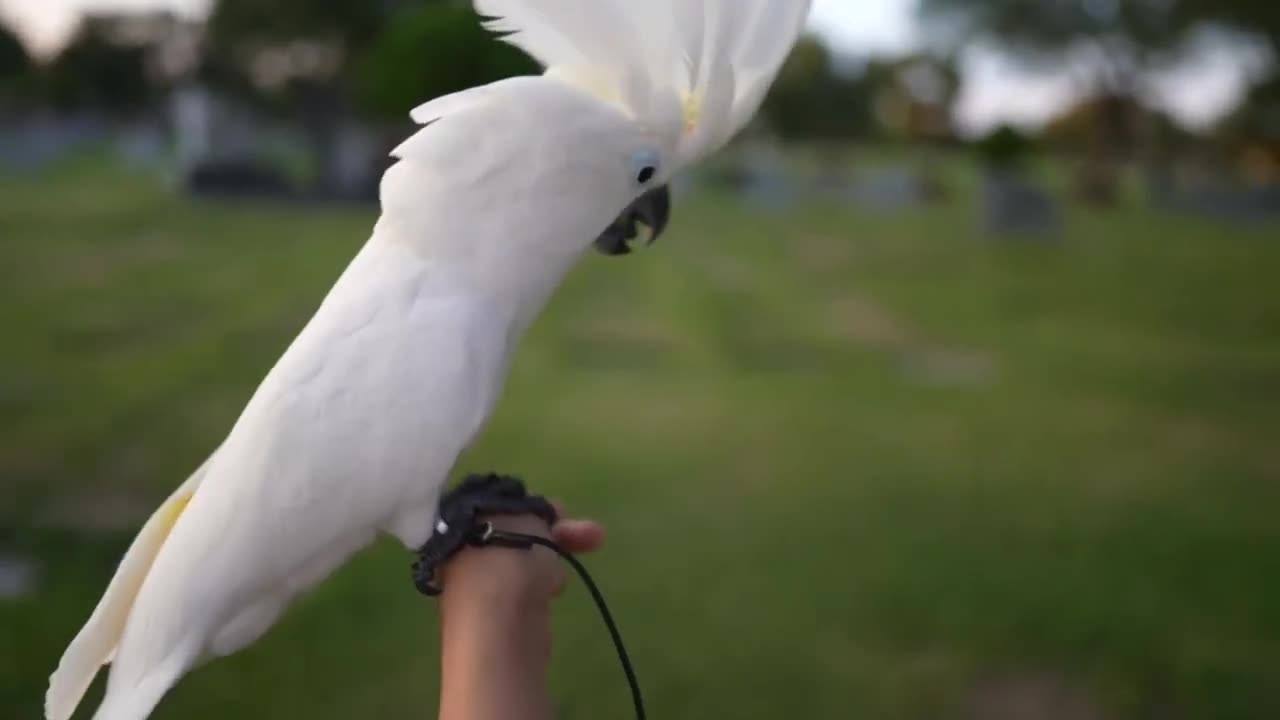 Bird Hears Screaming From the Grave and Freaks Out SubhanAllah.