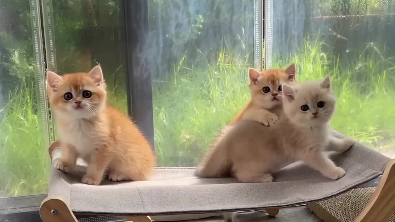 Kittens having fun after breakfast 🥞 🐾