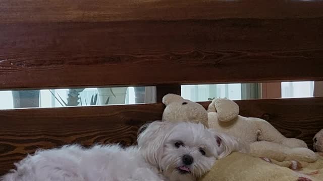 Cute Maltese breathing on the bed