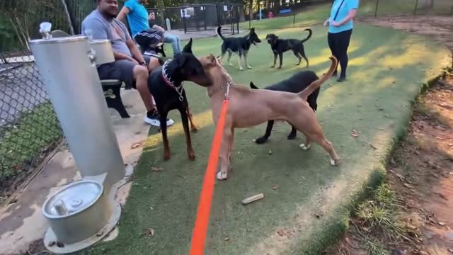 Doberman Attacks Pitbull