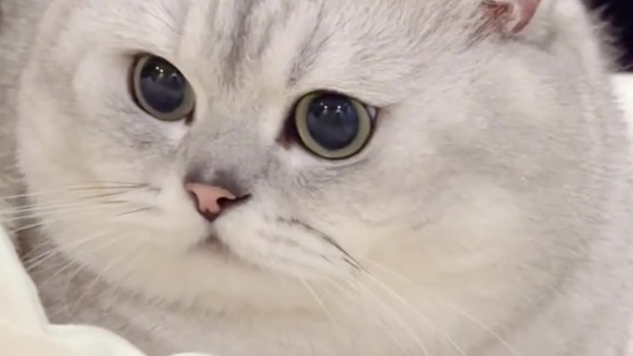 CUTE CAT