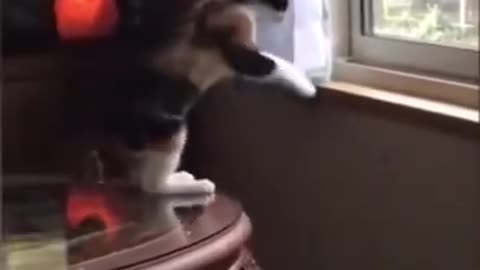 Funniest cats and dogs Funny animal Videos