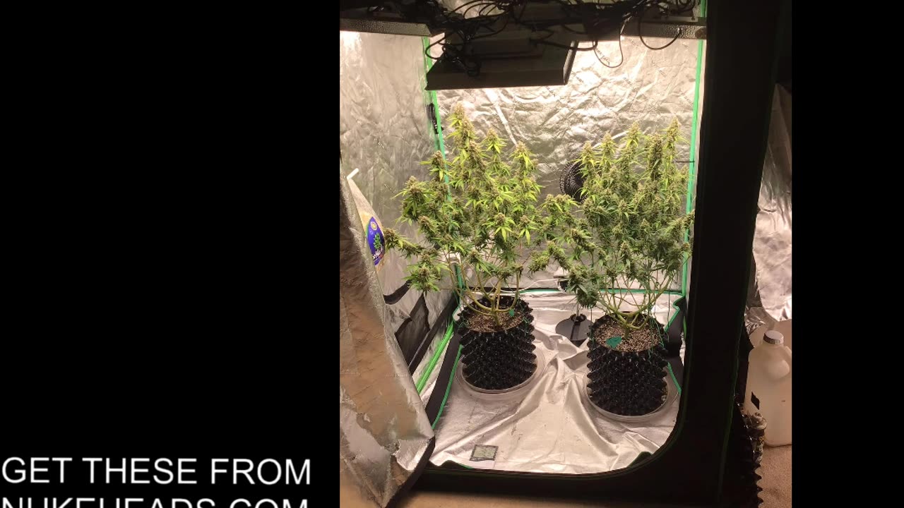 Tropicana Cookies Strain