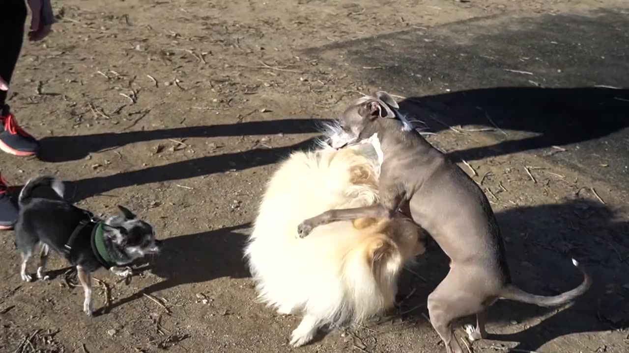 Dog Filmed Whenever He Cried Or Was Nasty For 24 Hours