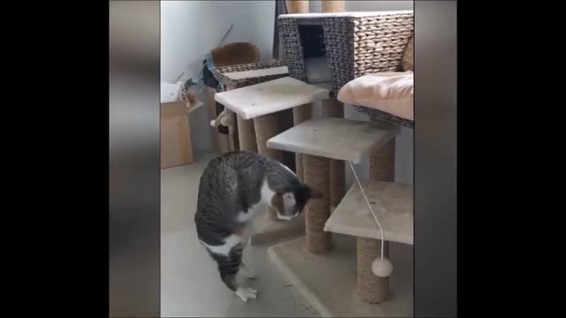 Funny Lazy Cats Videos 2021 | | It's time to LAUGH with cats Part 2
