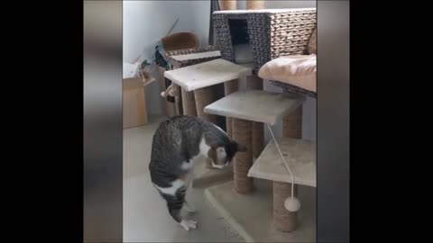 Funny Lazy Cats Videos 2021 | | It's time to LAUGH with cats Part 2