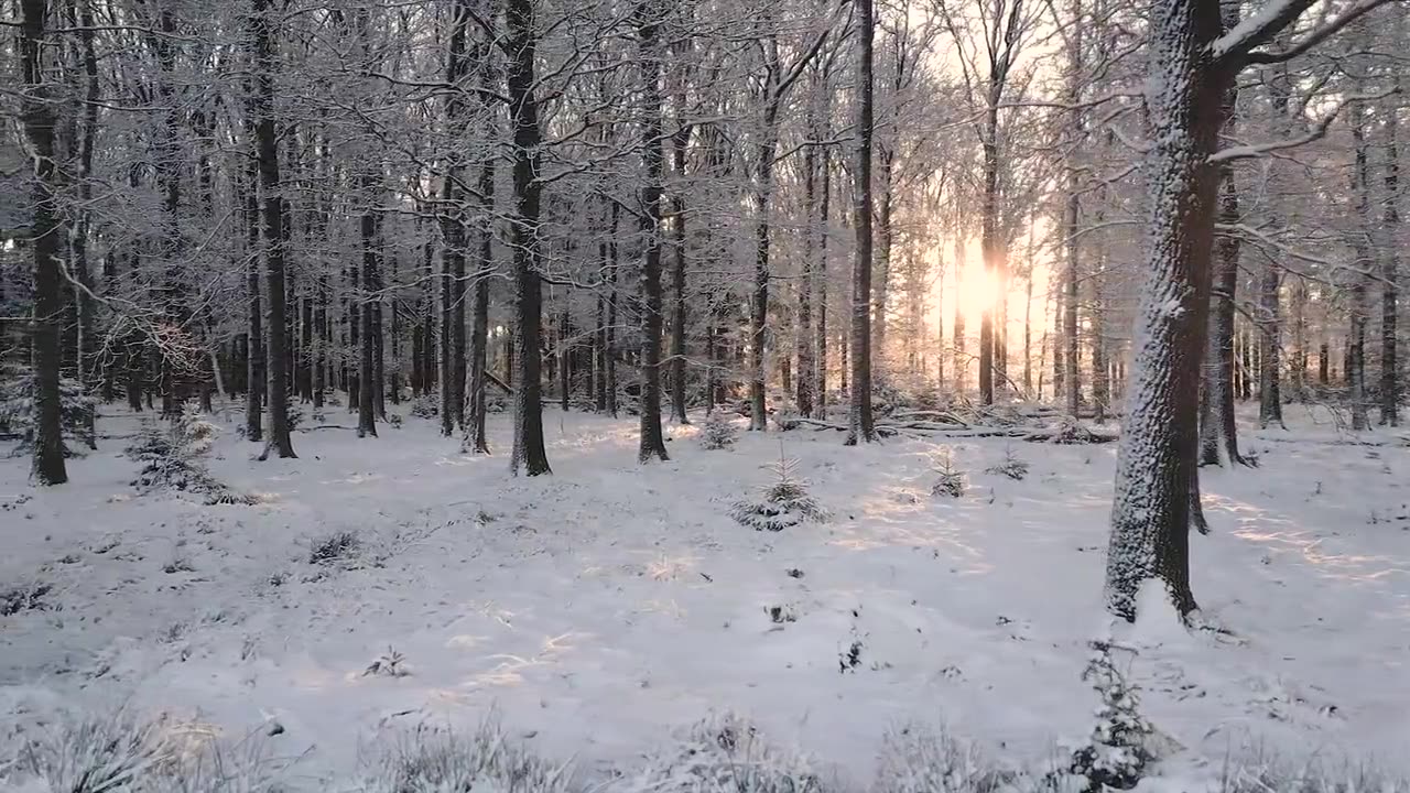 Enchanting Serenity: Capturing Trees, Forests, and Sunrise