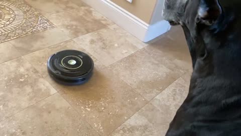 Great Dane puppy really wants to ride robot vacuum`