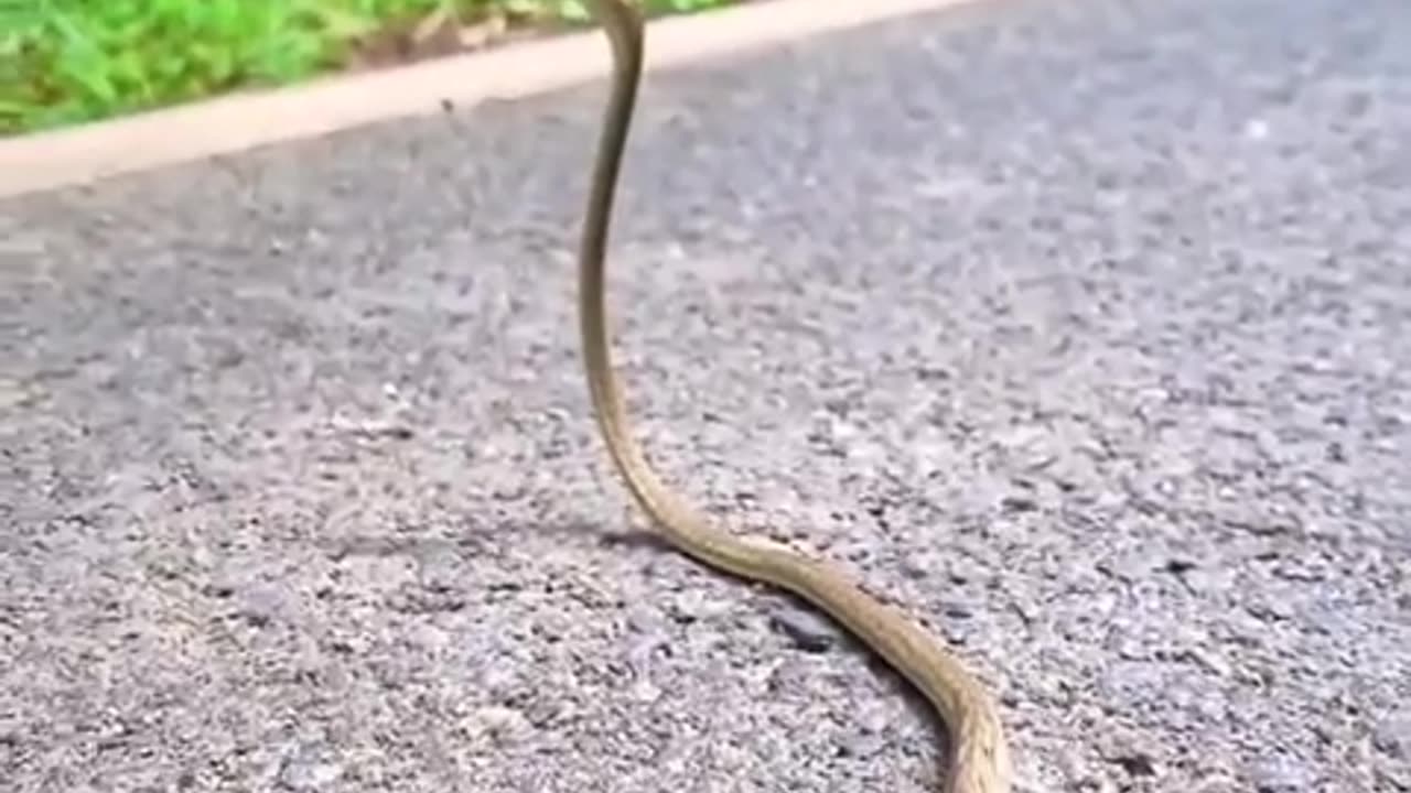 Angry snake 🐍🐍🐍