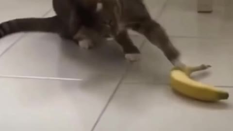 cute cat annoyed with banana