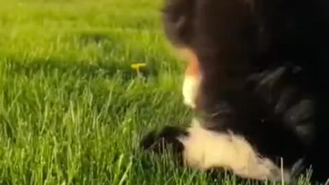 funny animals failed #animals#fails