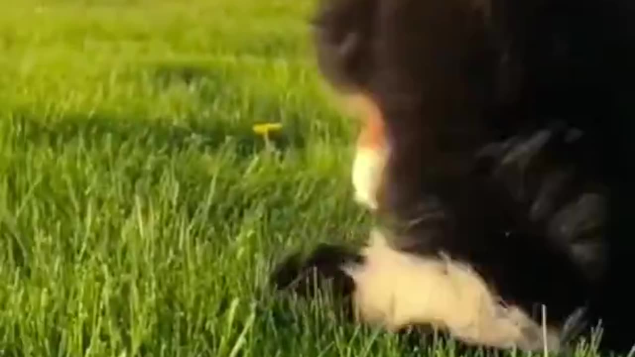 funny animals failed #animals#fails