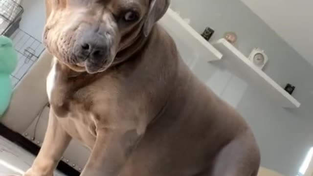 The Look👀 Funny dog
