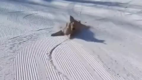 Best Funny Animal Videos of 2022 Funniest Animal Cat& Dog 2022 #shorts #funny #cat #comedy #whatsapp