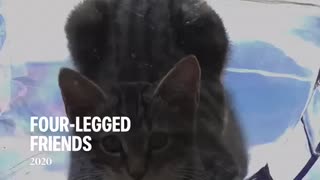 Four Legged Friends - Mostly Kitty Cat