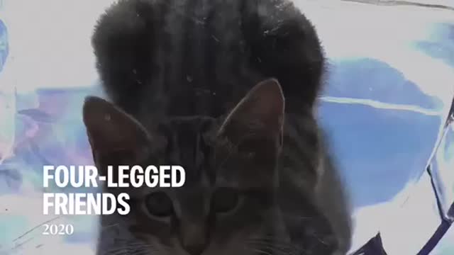 Four Legged Friends - Mostly Kitty Cat