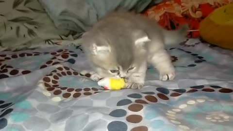 Kittens Playing With Their Toys