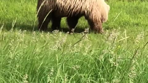 LITTLE BEER EATING GRASS