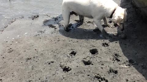 Salty swimming and playing ball