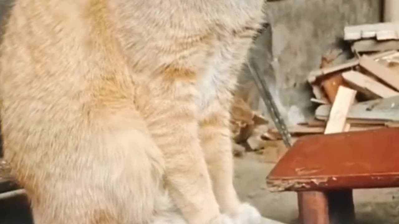 Funny Cute Cats video_--_shorts _funnycats _cute _cats