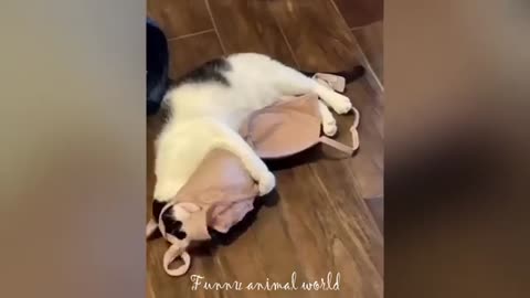 Funny cat videos | Funny animal videos | cats fail moments 2024 | funny dog video | cute funny cats