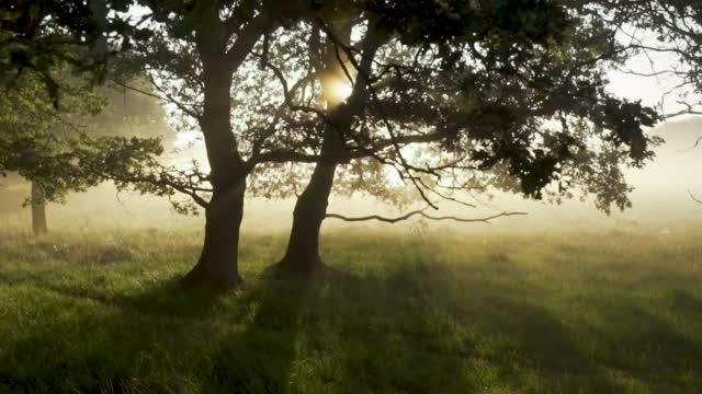 Light coming through the trees