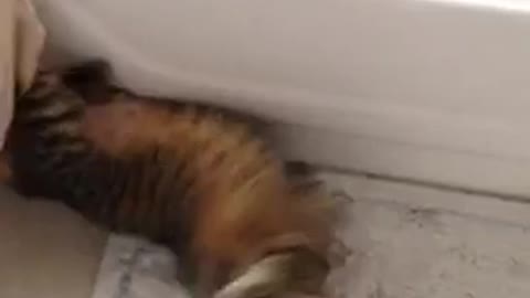 Watch this cat do a trick