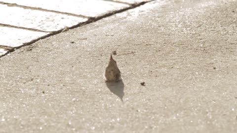 Baby Hummingbird Learning To Fly With Mom Helping And Feeding Him