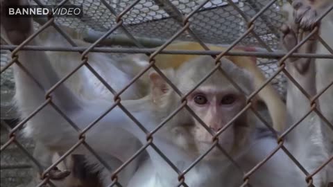 Did The CDC Start A New Pandemic In Pennsylvania?