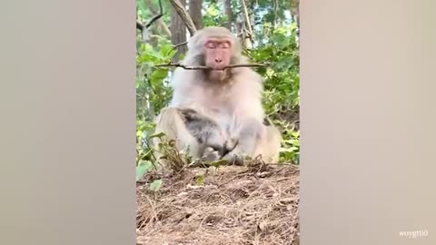 funny monkey