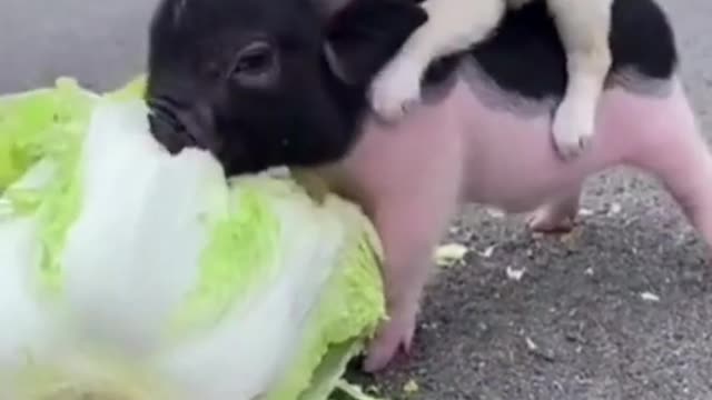 Cute Puppy Getting A Ride On A Baby Pigs Back! So Cute, Must See Video