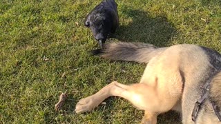 Crow Tugs Dog's Tail at Park