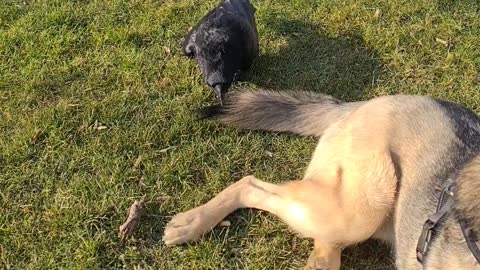 Crow Tugs Dog's Tail at Park