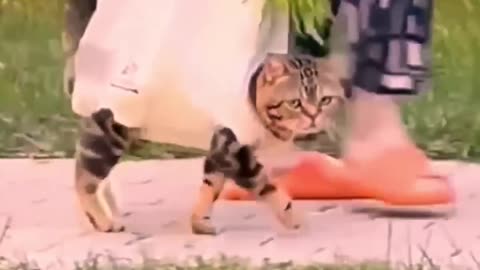 Funniest cats In The World Funny and Fails Pets Video #shorts #54 #cats #funny #animals 😂