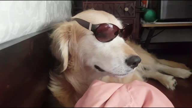 Dog in sunglasses | Heropanti of Bubbles | #shorts | #YouTubeShorts | #drbubbles