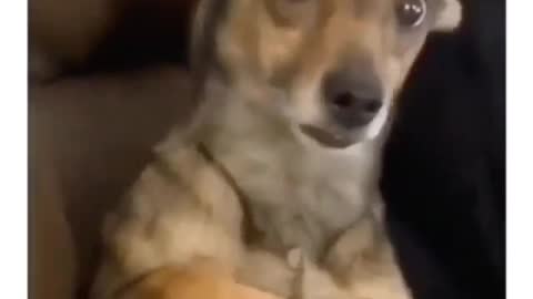 Friend's dog awkward reaction when you make eye contact with him🤣