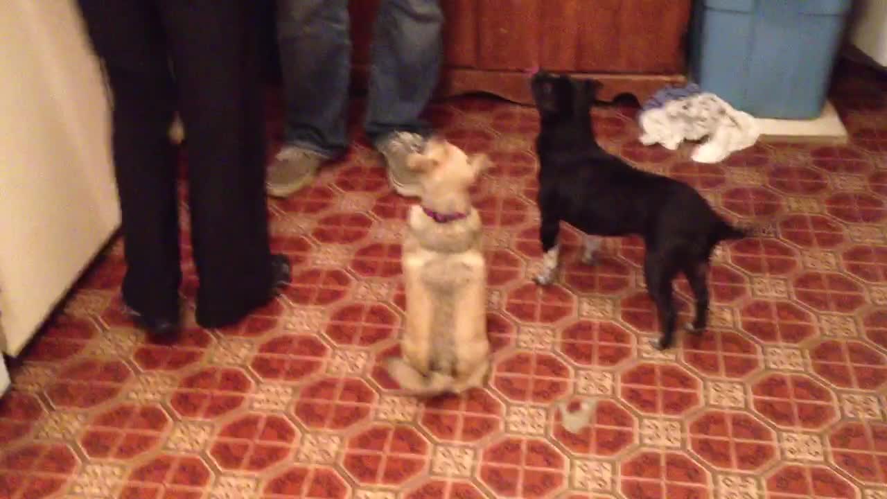 Dogs twirl together for a treat