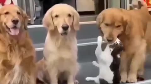 Animal best friends having fun!