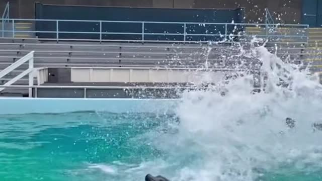 California sea lion Cash has the cutest wiggle wiggle in all the land and sea