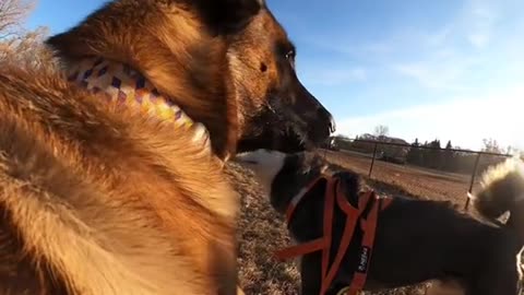 Intact Belgian Malinois attacked by dominant male Husky