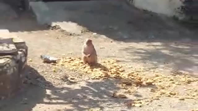 monkeys are eating food and biscuits very nicely