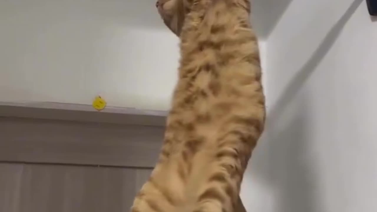 pull ups 😺🐾