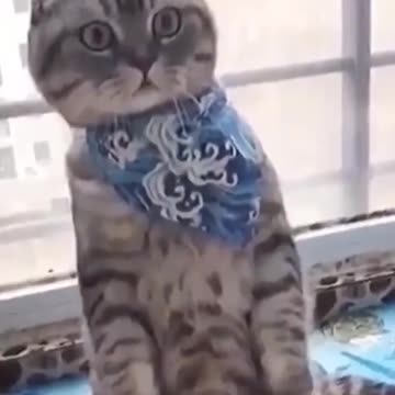 Funny animals - cats & dogs <3